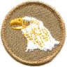 thumbs/_eagle07a.jpg
