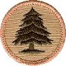 thumbs/_pinetree07a.jpg