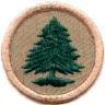thumbs/_pinetree07b.jpg